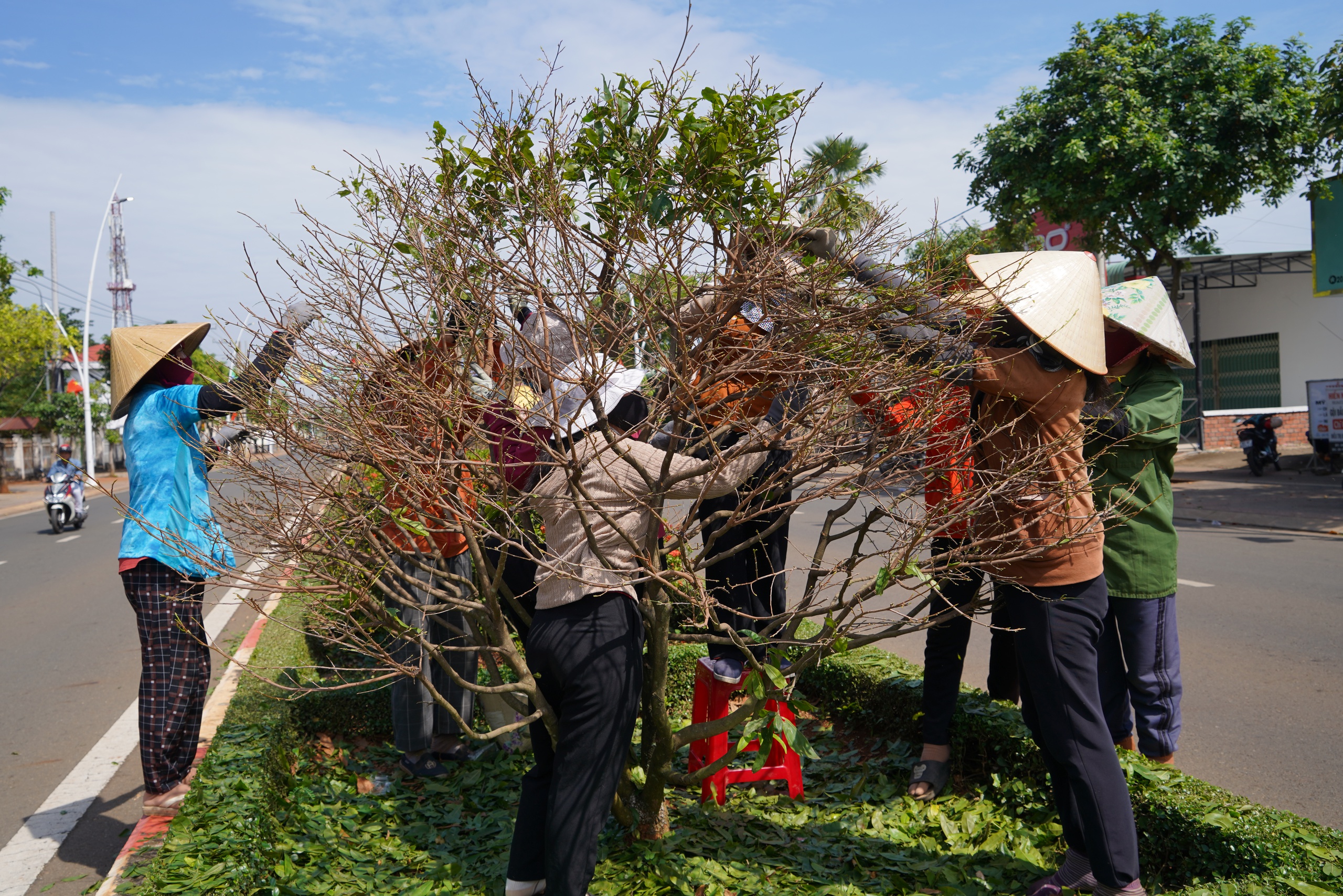 500 người lặt lá mai trên tuyến đường mai vàng dài nhất Việt Nam- Ảnh 4.