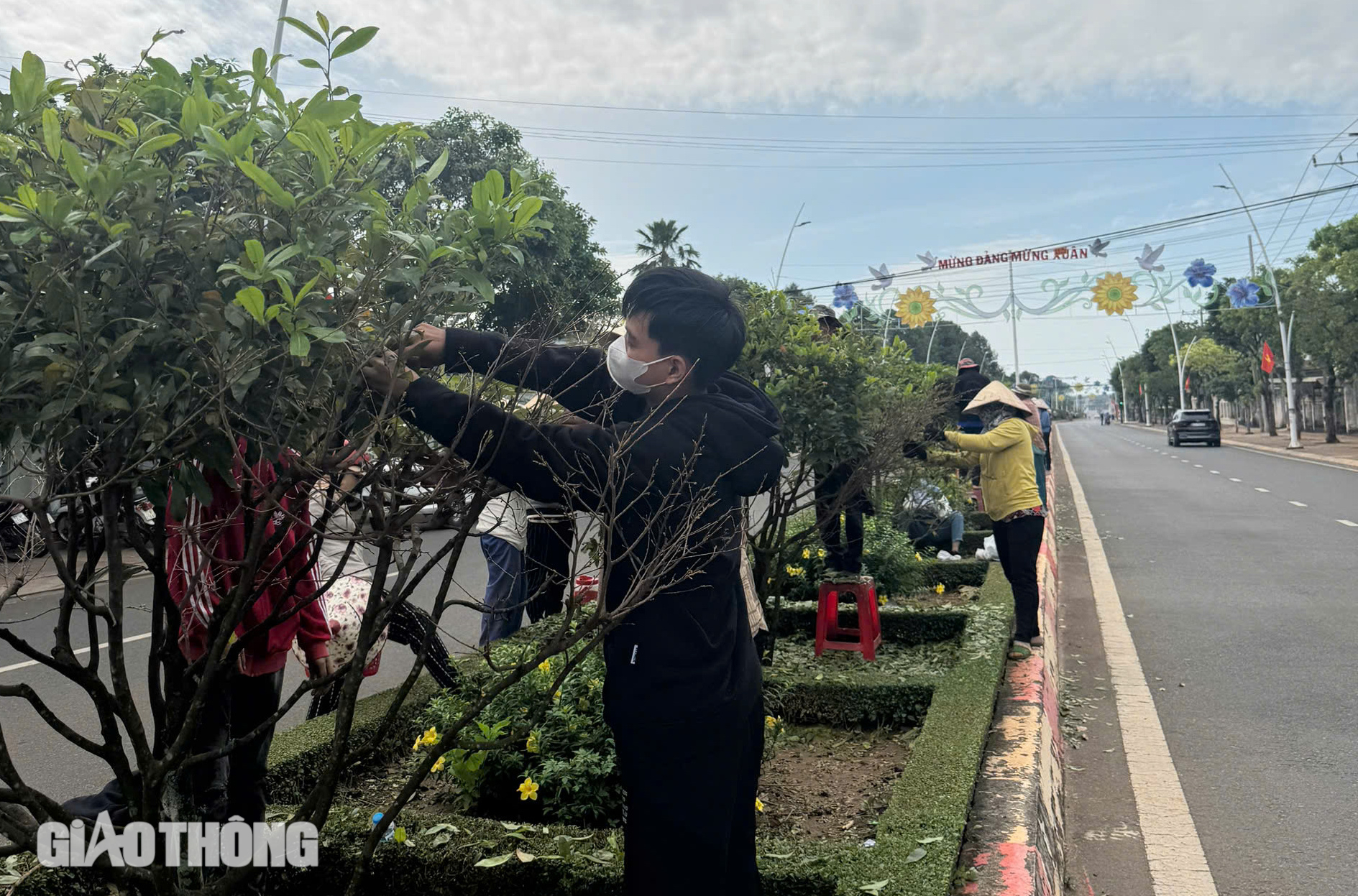 500 người lặt lá mai trên tuyến đường mai vàng dài nhất Việt Nam- Ảnh 2.