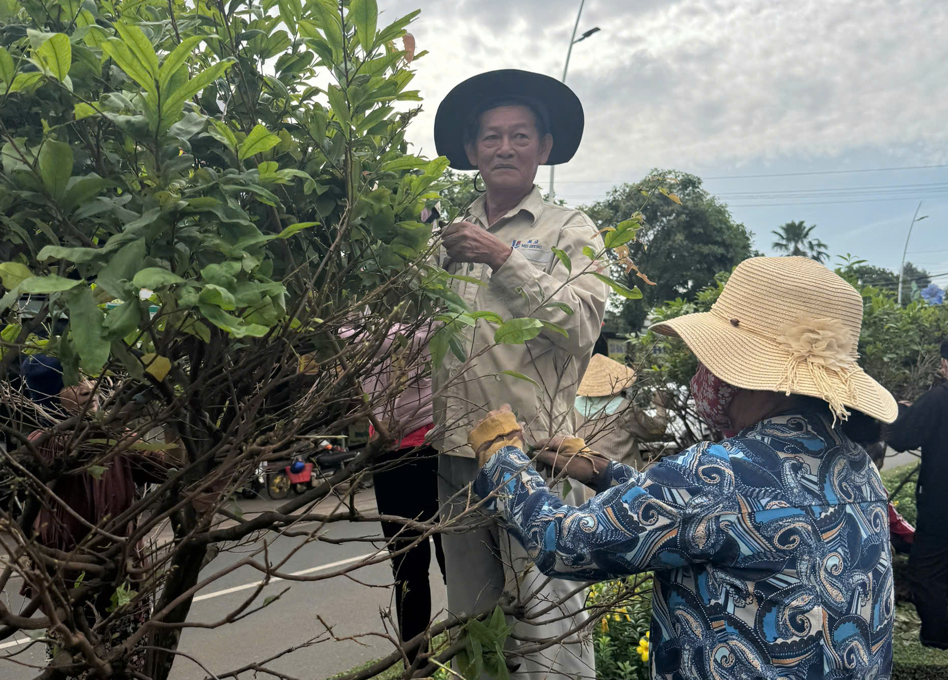 500 người lặt lá mai trên tuyến đường mai vàng dài nhất Việt Nam- Ảnh 5.