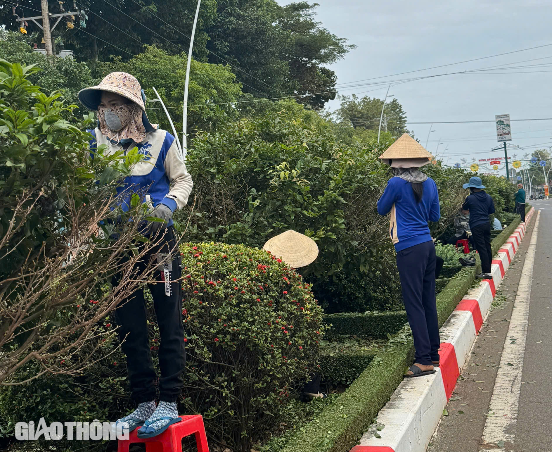 500 người lặt lá mai trên tuyến đường mai vàng dài nhất Việt Nam- Ảnh 9.