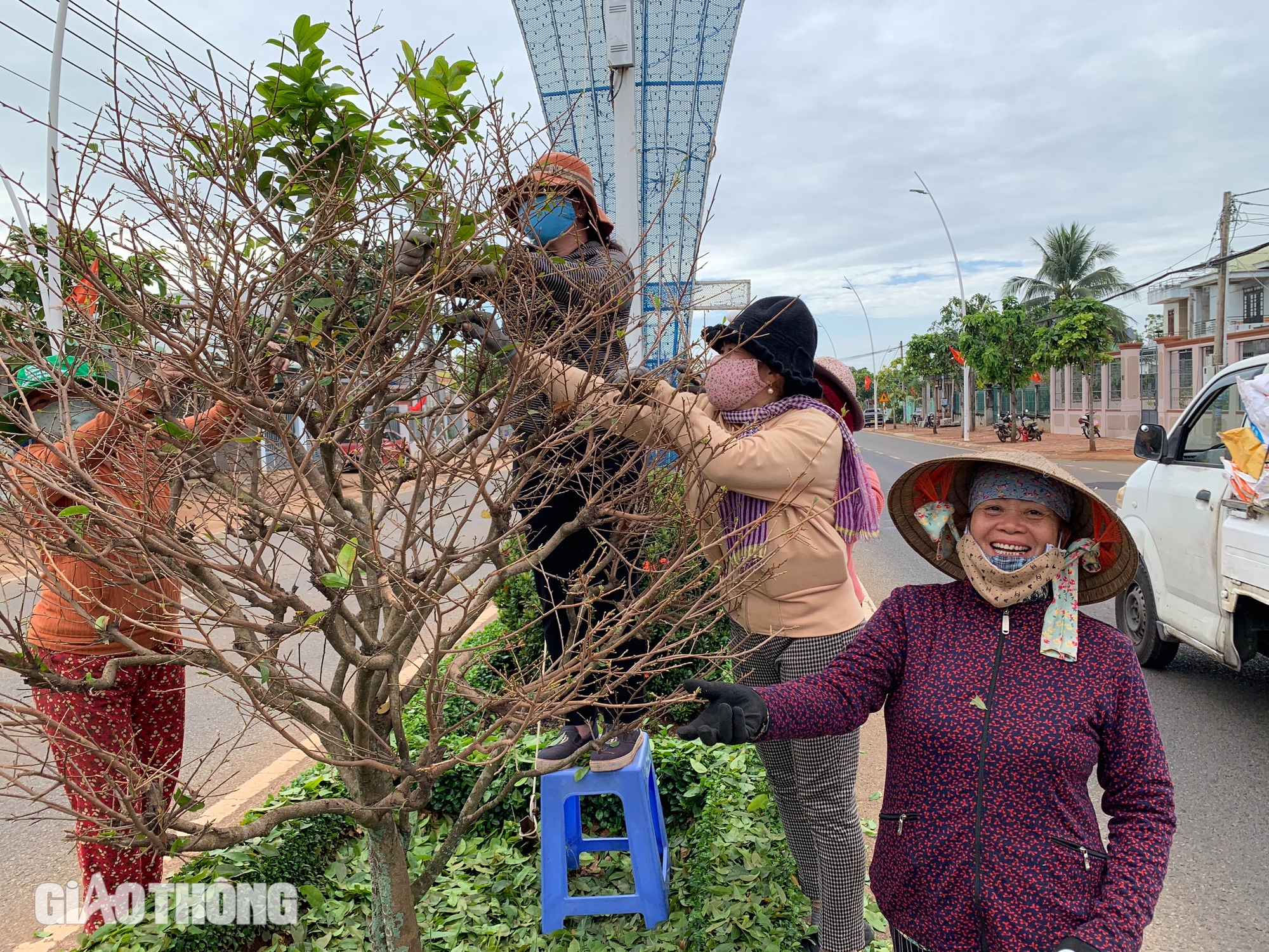 500 người lặt lá mai trên tuyến đường mai vàng dài nhất Việt Nam- Ảnh 3.