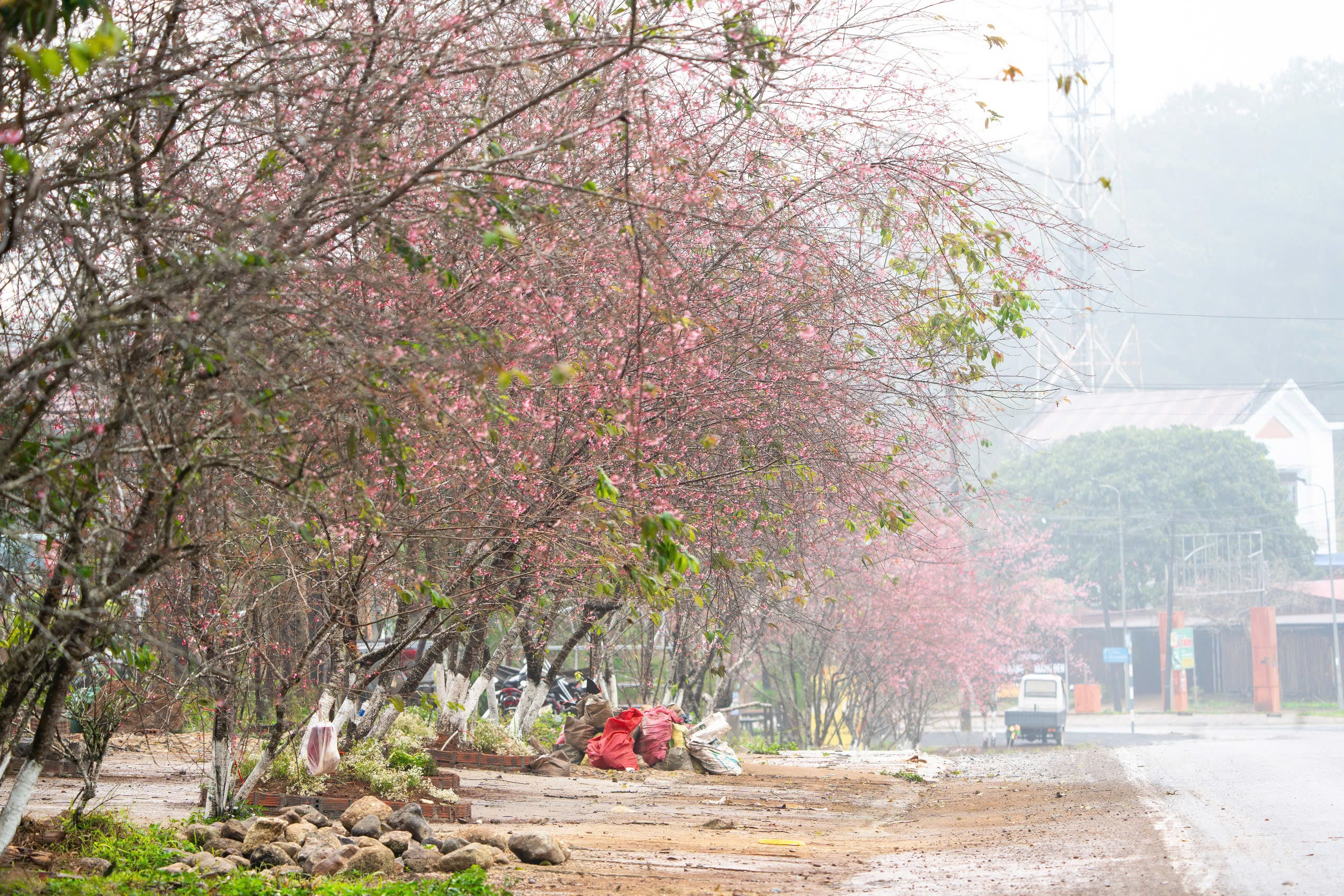 Ngắm mai anh đào nhuộm hồng những con đường ở Măng Đen- Ảnh 2.