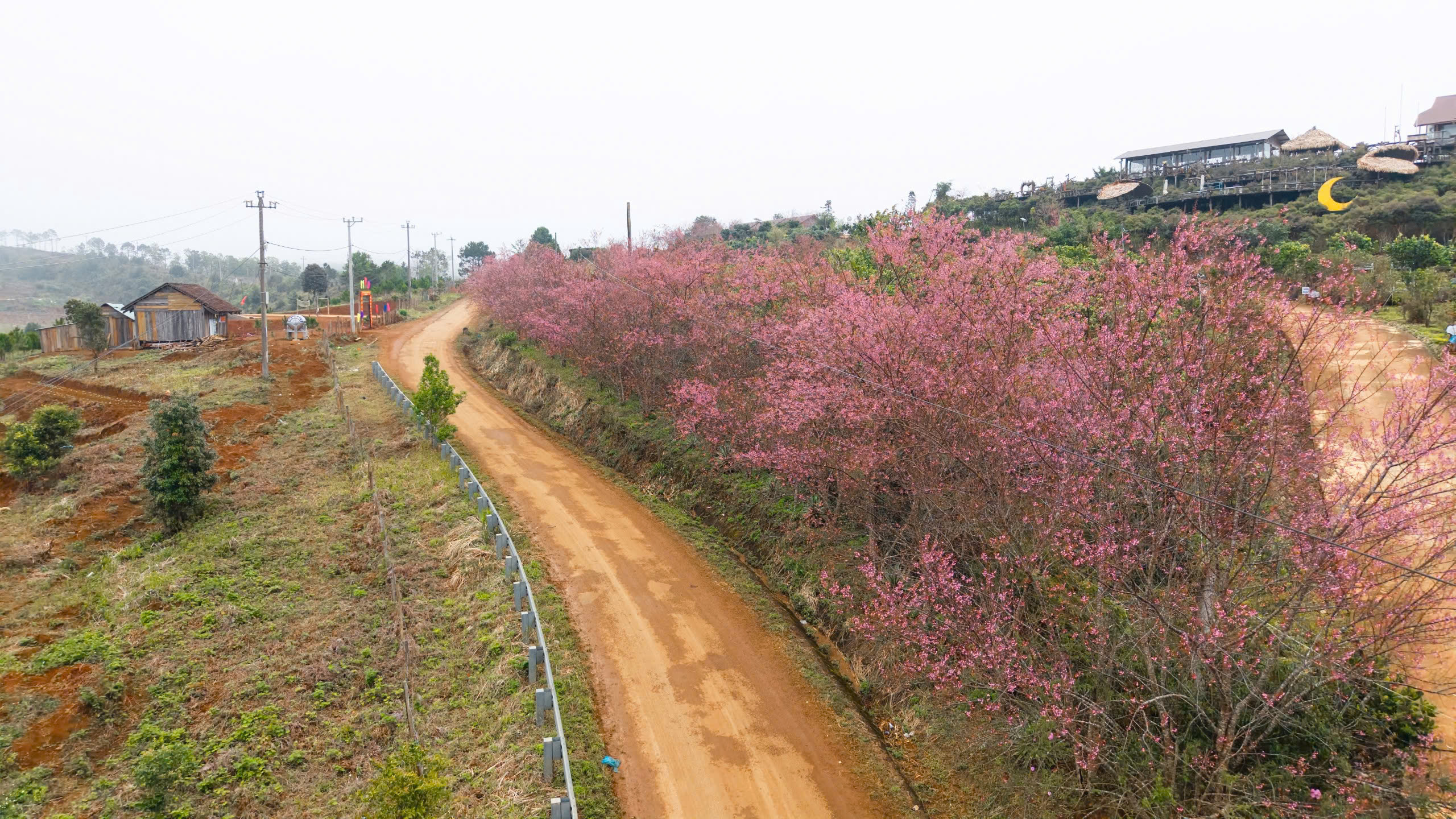 Ngắm mai anh đào nhuộm hồng những con đường ở Măng Đen- Ảnh 9.