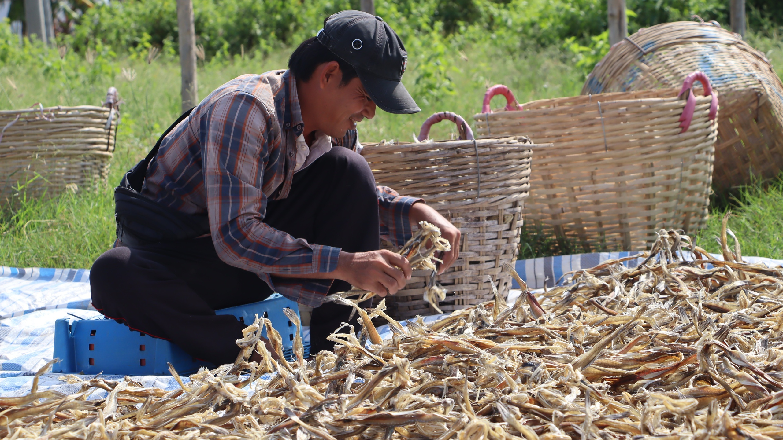 Tất bật làm khô đón Tết ở Cà Mau- Ảnh 6.