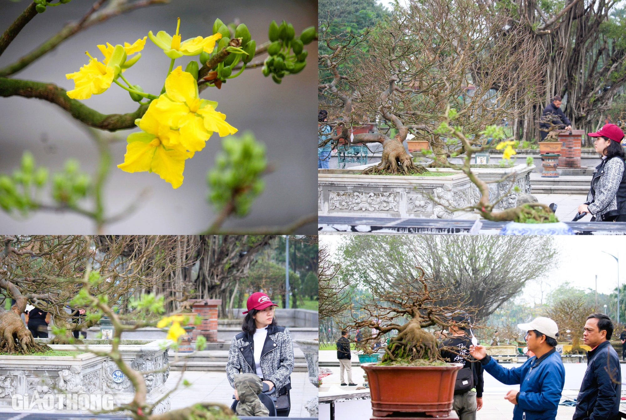 Hàng trăm cội hoàng mai khoe dáng bên bờ sông Hương trước thềm xuân mới- Ảnh 10.