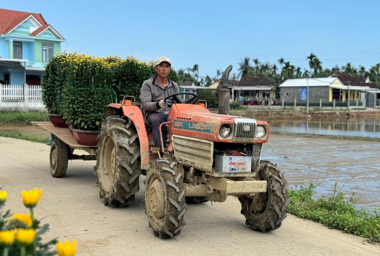 Làng hoa cúc lớn nhất miền Trung tấp nập ô tô "mang xuân" ra thị thành- Ảnh 5.