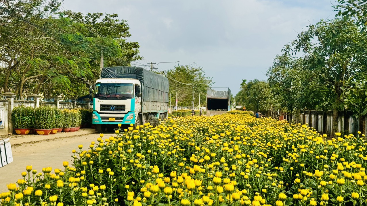 Làng hoa cúc lớn nhất miền Trung tấp nập ô tô "mang xuân" ra thị thành- Ảnh 8.