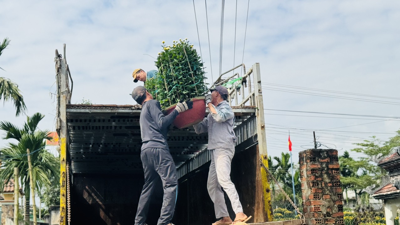 Làng hoa cúc lớn nhất miền Trung tấp nập ô tô "mang xuân" ra thị thành- Ảnh 3.