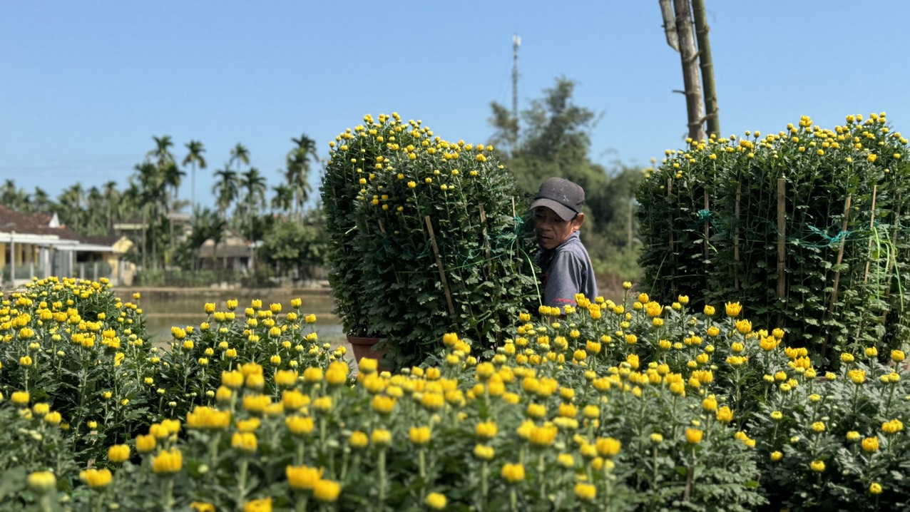 Làng hoa cúc lớn nhất miền Trung tấp nập ô tô "mang xuân" ra thị thành- Ảnh 9.