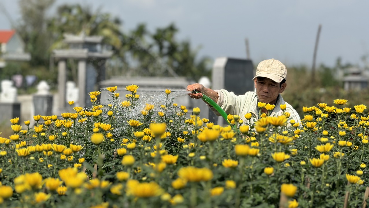 Làng hoa cúc lớn nhất miền Trung tấp nập ô tô "mang xuân" ra thị thành- Ảnh 7.