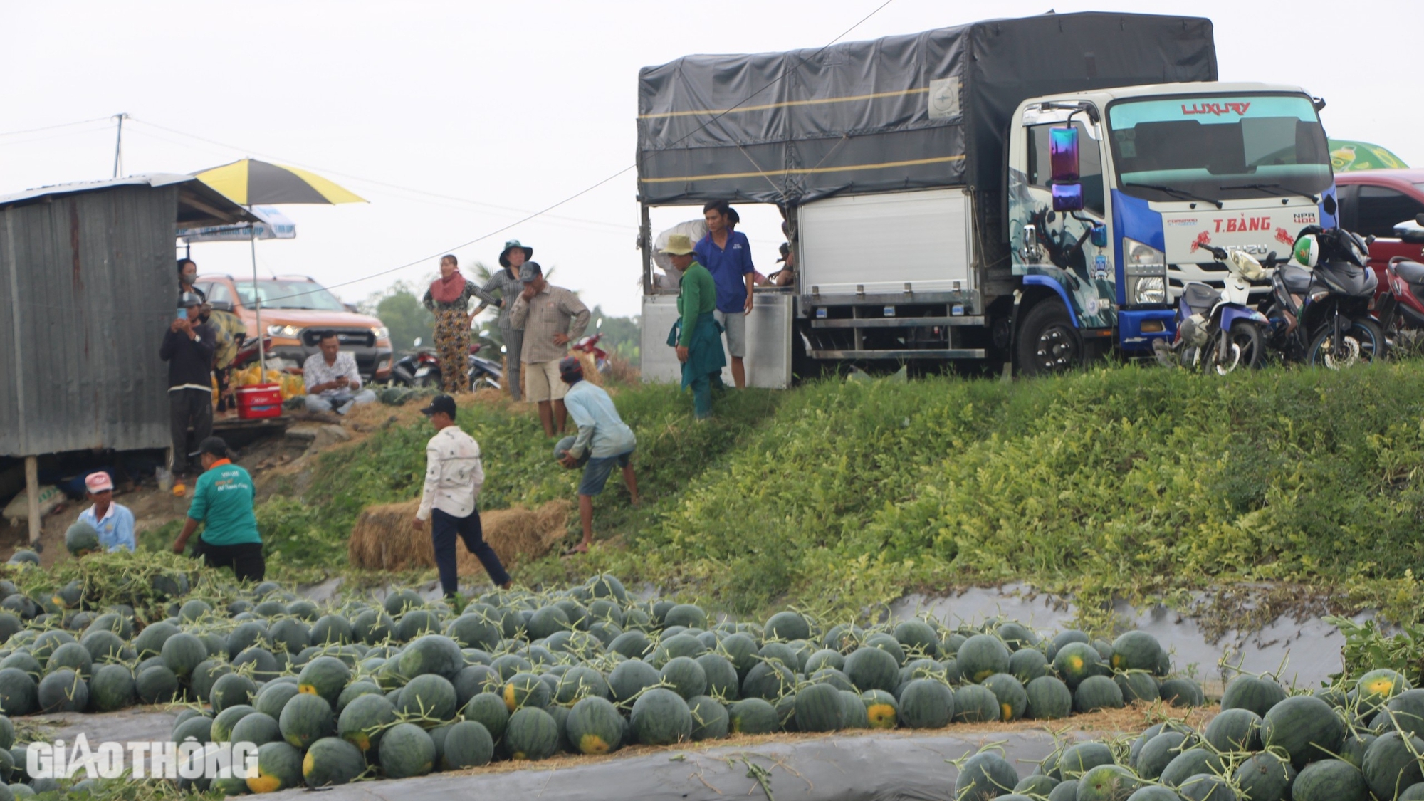 Nhộn nhịp thu hoạch dưa hấu Tết ở Bạc Liêu- Ảnh 1.