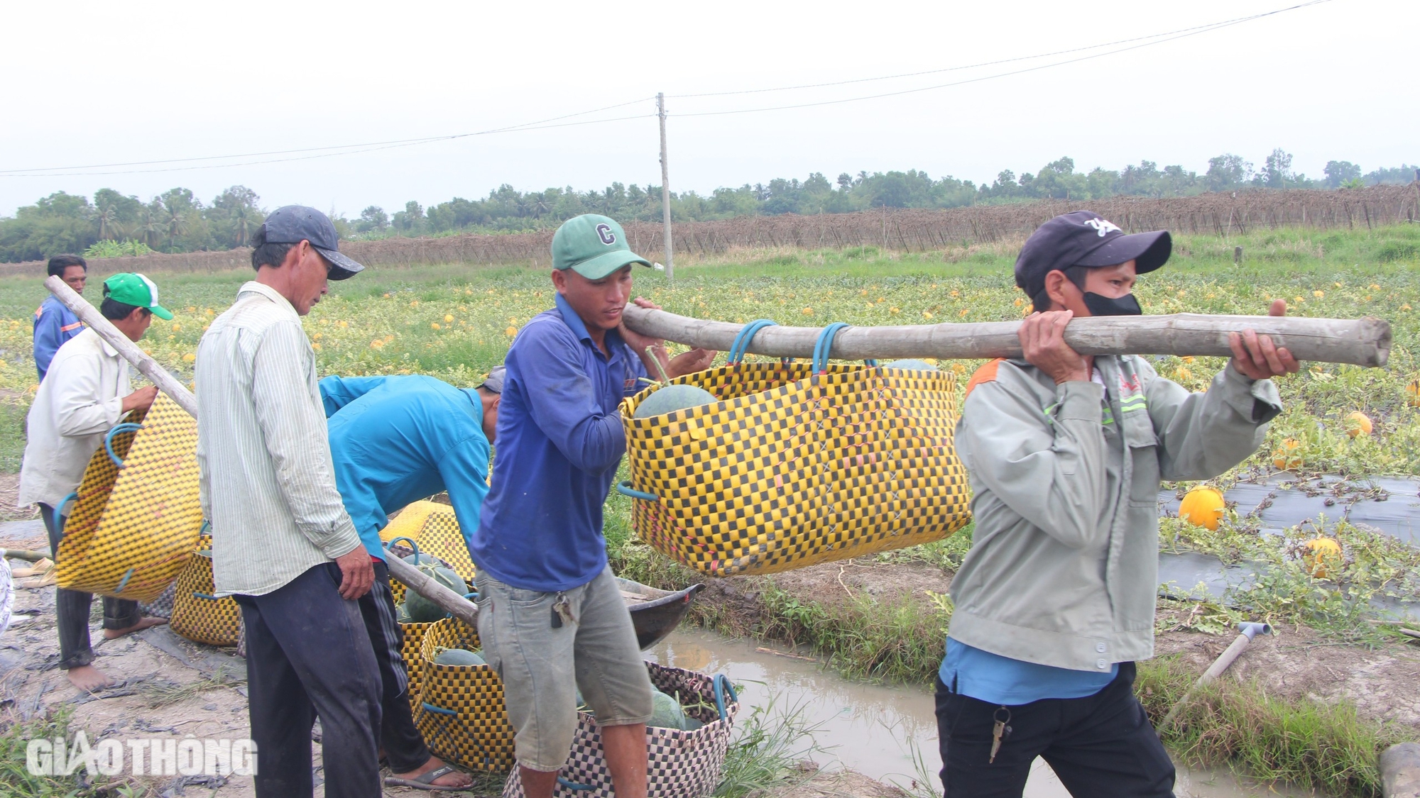 Nhộn nhịp thu hoạch dưa hấu Tết ở Bạc Liêu- Ảnh 4.