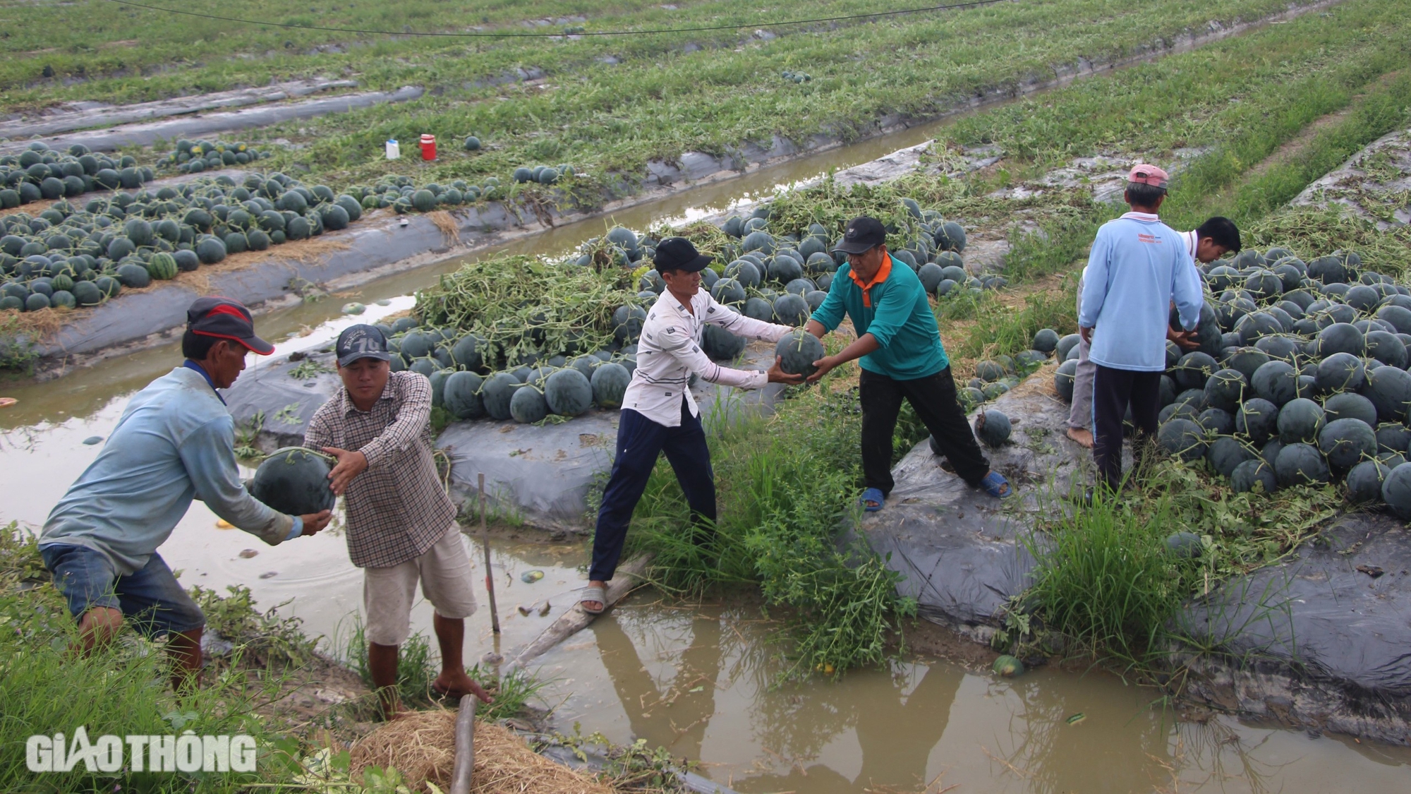 Nhộn nhịp thu hoạch dưa hấu Tết ở Bạc Liêu- Ảnh 6.