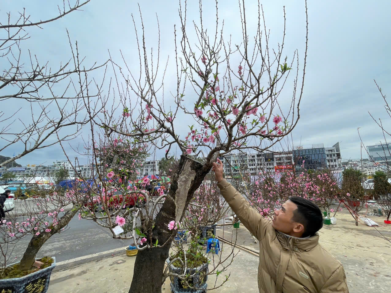 Quảng Ninh: Đào quất đắt hàng, người bán lãi cả trăm triệu đồng- Ảnh 4.