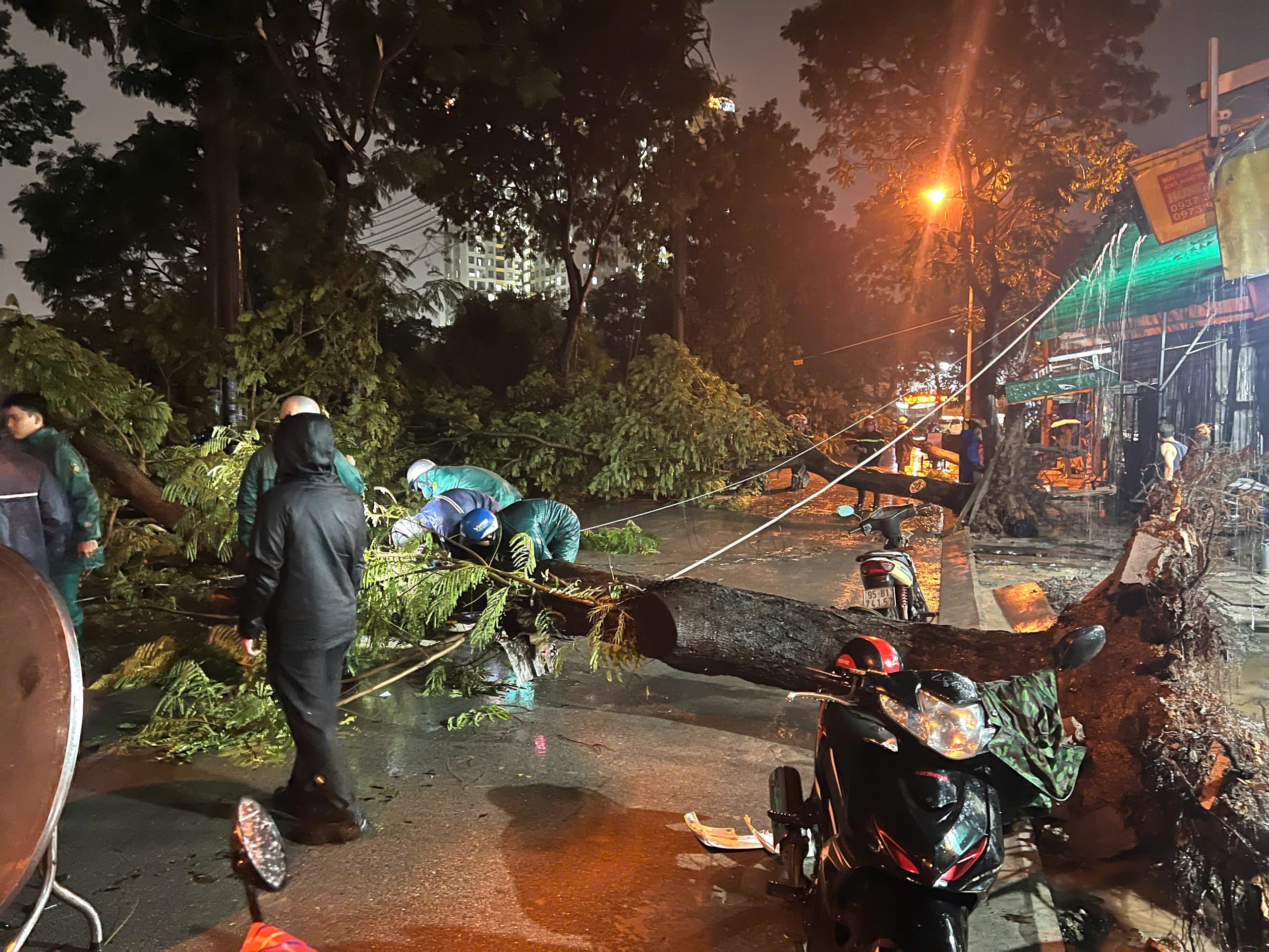 TP.HCM: Bà đón cháu đi học về, bị cây đổ đè trọng thương- Ảnh 1.
