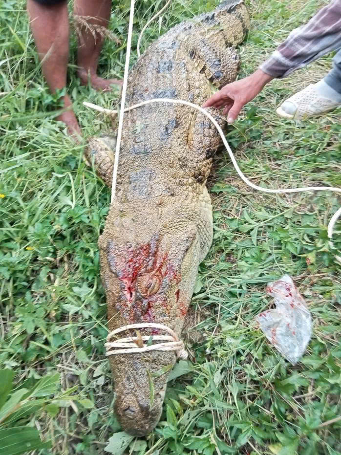 Khánh Hòa: Bắt con cá sấu dài 2,6m, nghi tấn công nam thanh niên câu cá trên sông- Ảnh 1.