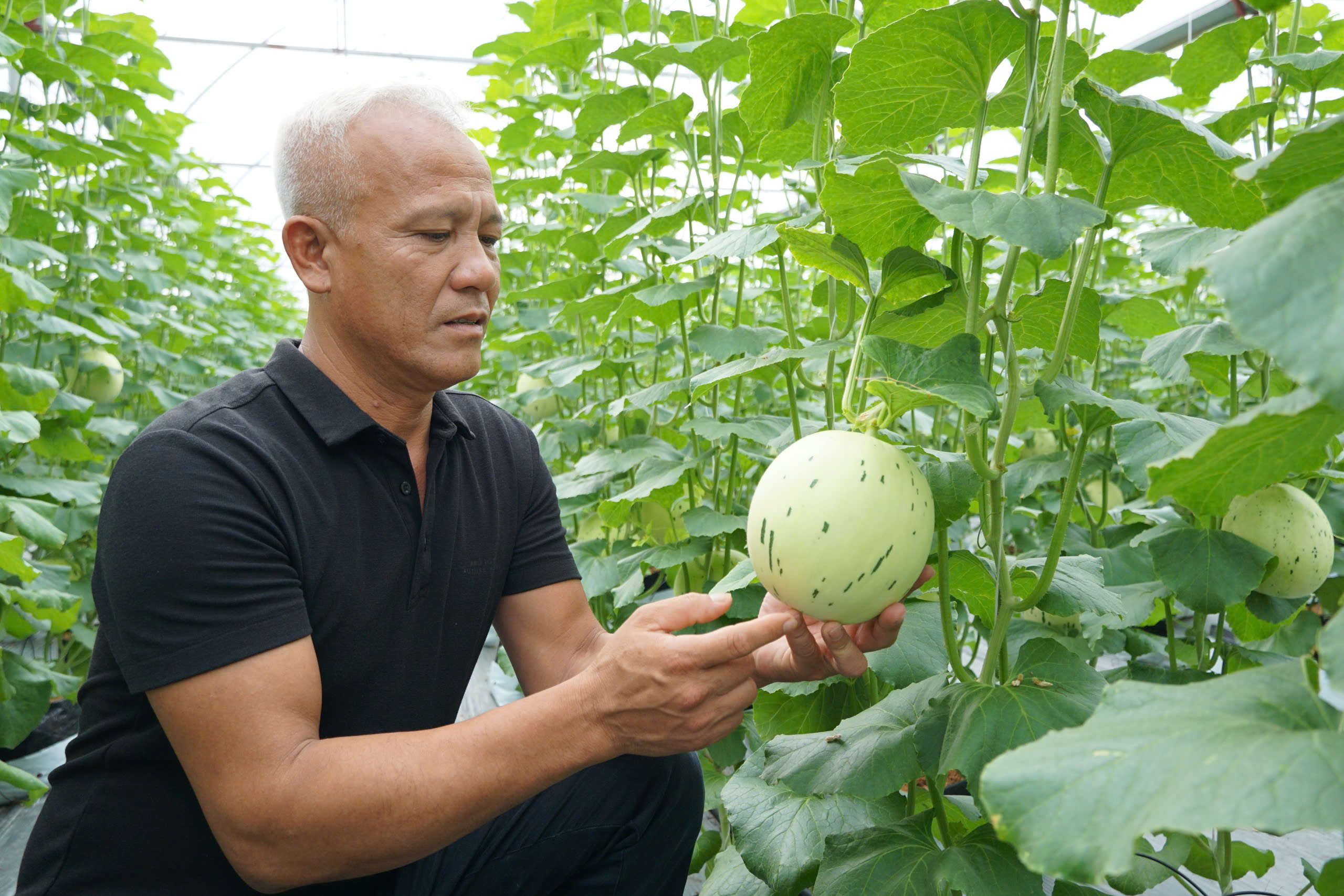 Hưng Yên có hơn 100 sản phẩm đạt OCOP 4 sao- Ảnh 1. Hưng Yên có hơn 100 sản phẩm đạt OCOP 4 sao- Ảnh 1.