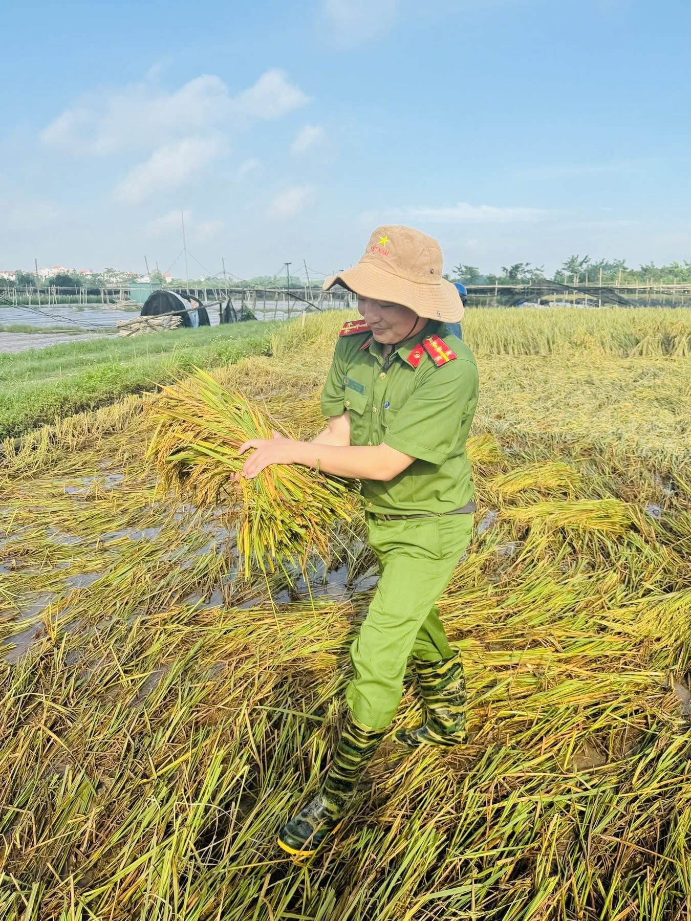 Hà Nội: Công an, bộ đội xuống đồng gặt lúa giúp dân sau mưa bão- Ảnh 3.