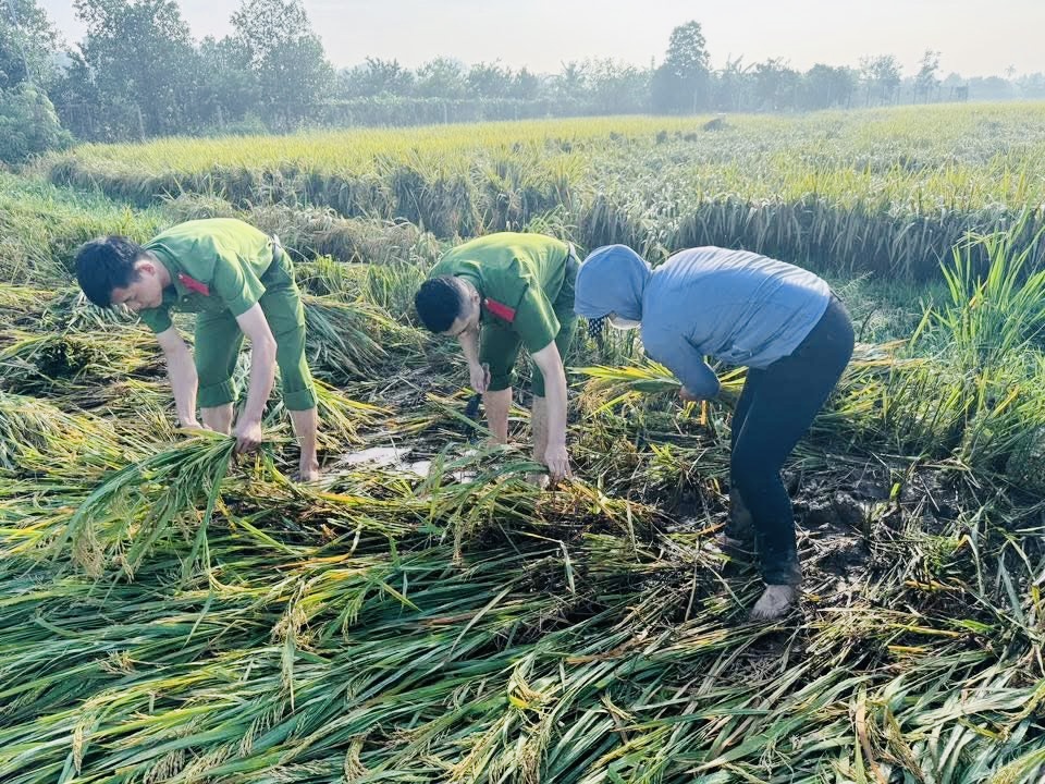 Hà Nội: Công an, bộ đội xuống đồng gặt lúa giúp dân sau mưa bão- Ảnh 4.