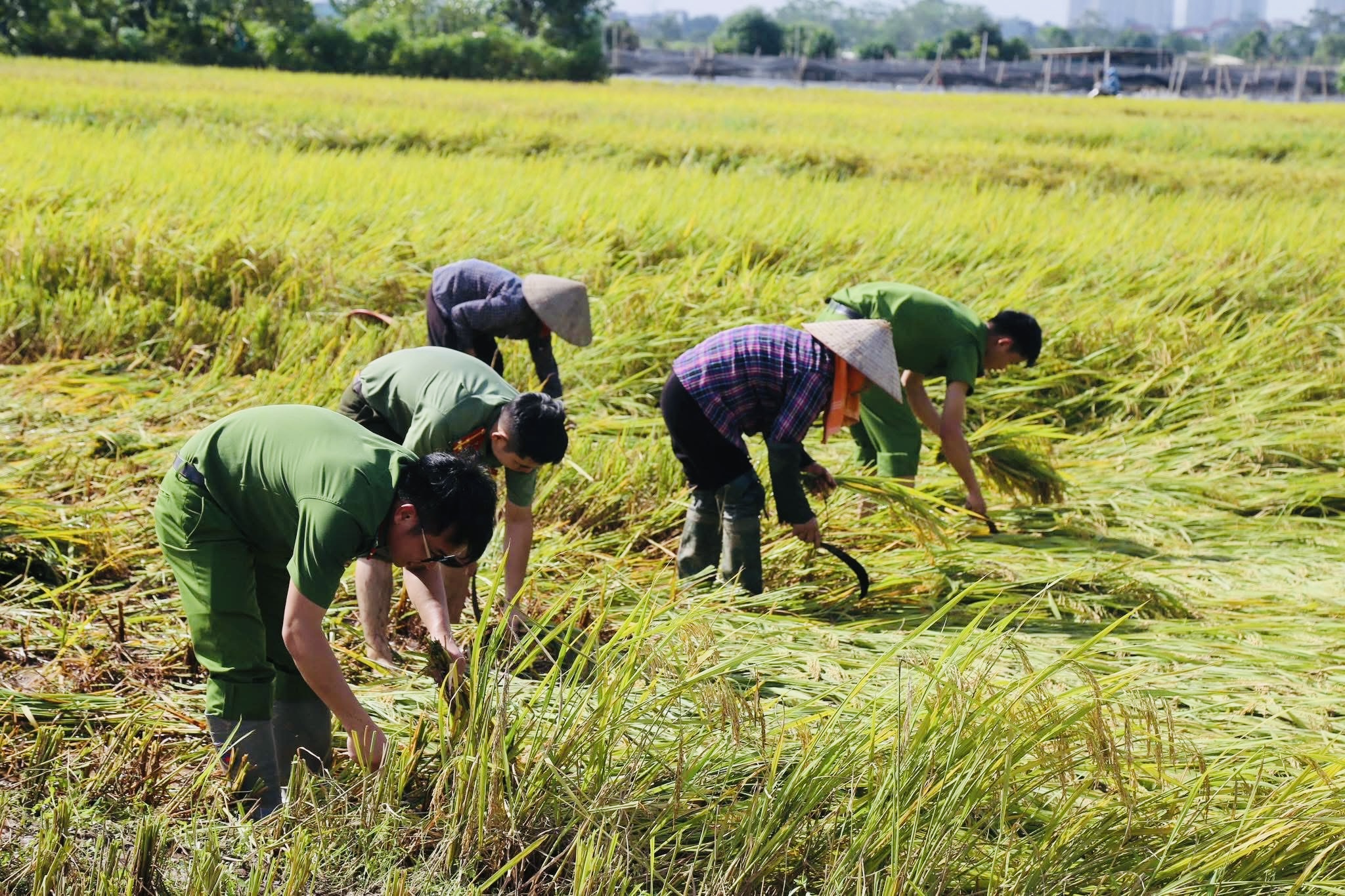 Hà Nội: Công an, bộ đội xuống đồng gặt lúa giúp dân sau mưa bão- Ảnh 1.