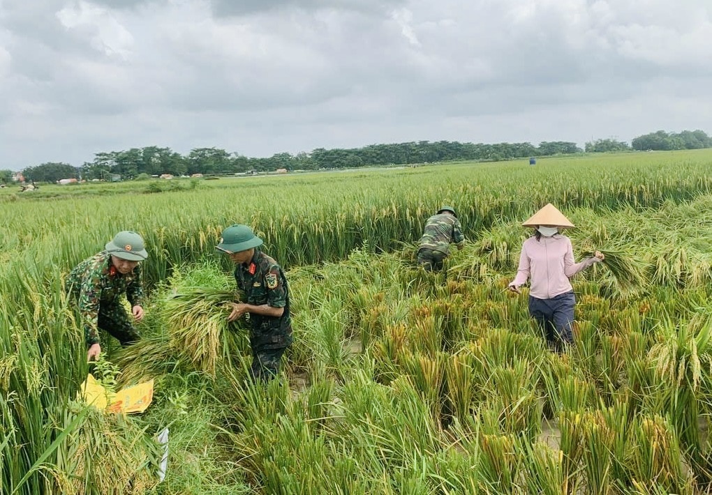 Hà Nội: Công an, bộ đội xuống đồng gặt lúa giúp dân sau mưa bão- Ảnh 5.