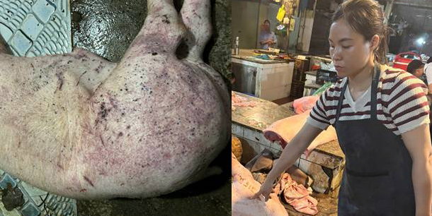 Khởi tố một kỹ sư thú y và hai tiểu thương vì nuôi lợn dịch, bán ra nhiều chợ ở Hà Nội- Ảnh 1. Khởi tố một kỹ sư thú y và hai tiểu thương vì nuôi lợn dịch, bán ra nhiều chợ ở Hà Nội- Ảnh 1.