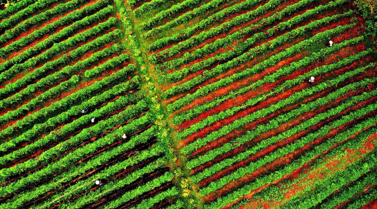 Bắc Ninh: Sâm núi Dành hồi sinh vùng đất nghèo Phúc Hòa- Ảnh 1. Bắc Ninh: Sâm núi Dành hồi sinh vùng đất nghèo Phúc Hòa- Ảnh 1.