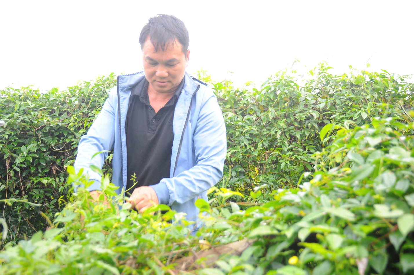 Bắc Ninh: Sâm núi Dành hồi sinh vùng đất nghèo Phúc Hòa- Ảnh 2. Bắc Ninh: Sâm núi Dành hồi sinh vùng đất nghèo Phúc Hòa- Ảnh 2.