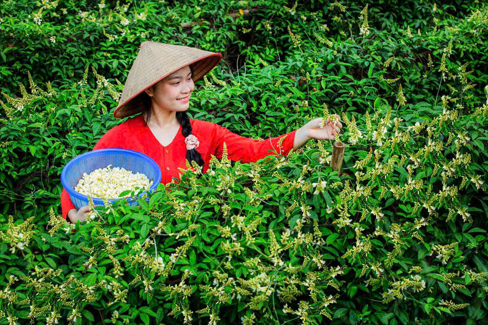 Bắc Ninh: Sâm núi Dành hồi sinh vùng đất nghèo Phúc Hòa- Ảnh 3. Bắc Ninh: Sâm núi Dành hồi sinh vùng đất nghèo Phúc Hòa- Ảnh 3.