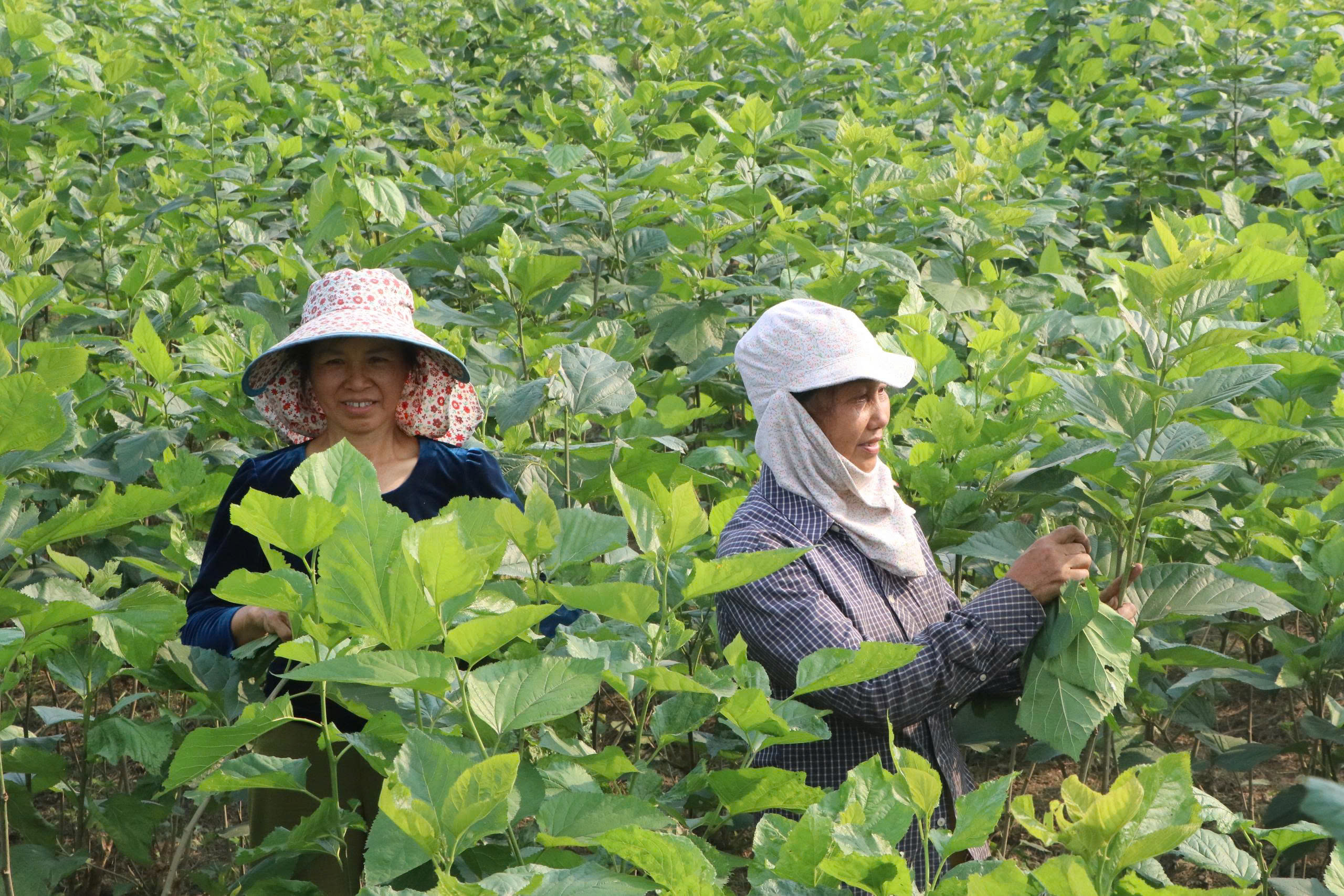 Quy Mông chuyển mình nhờ phát triển nông nghiệp xanh- Ảnh 1. Quy Mông chuyển mình nhờ phát triển nông nghiệp xanh- Ảnh 1.