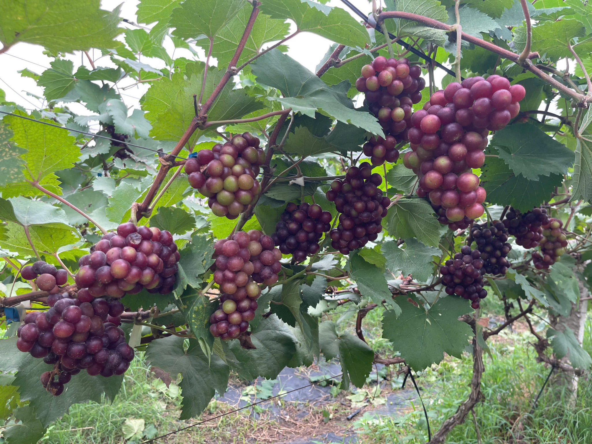 Hà Nội: Xã ven đô phát triển nông nghiệp sinh thái gắn với du lịch trải nghiệm- Ảnh 4. Hà Nội: Xã ven đô phát triển nông nghiệp sinh thái gắn với du lịch trải nghiệm- Ảnh 4.