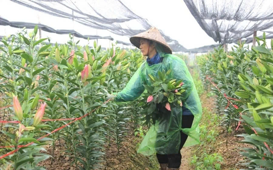 Giữ hồn quê cho nông thôn Hà Nội thời hội nhập- Ảnh 1. Giữ hồn quê cho nông thôn Hà Nội thời hội nhập- Ảnh 1.