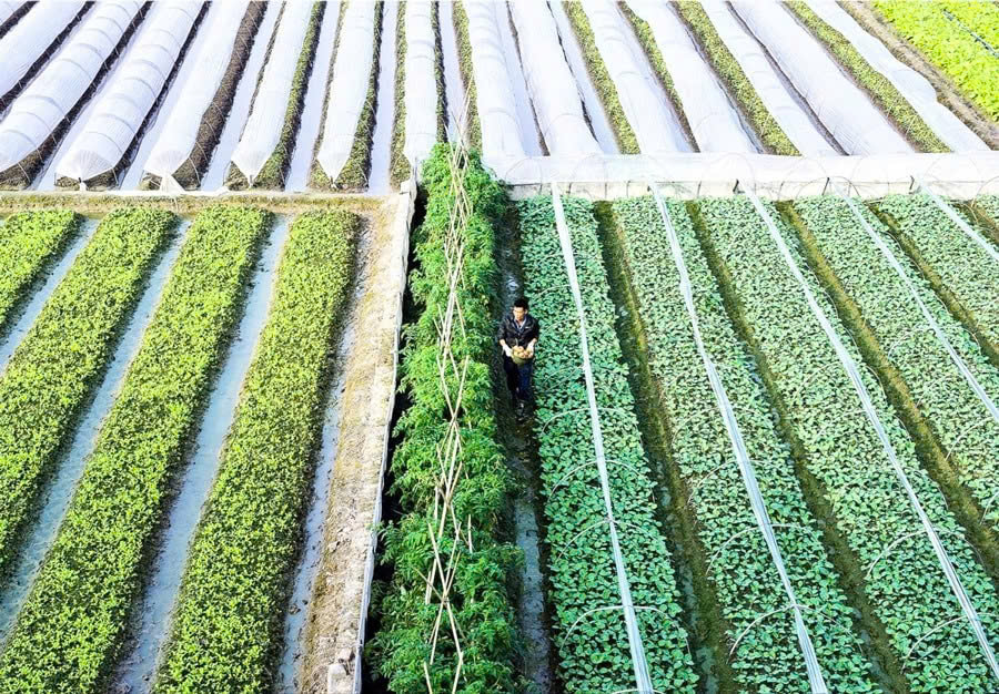 Từ bãi bồi hoang hóa đến “vành đai xanh” ven sông: Hành trình đổi thay ở Phúc Thịnh- Ảnh 2.