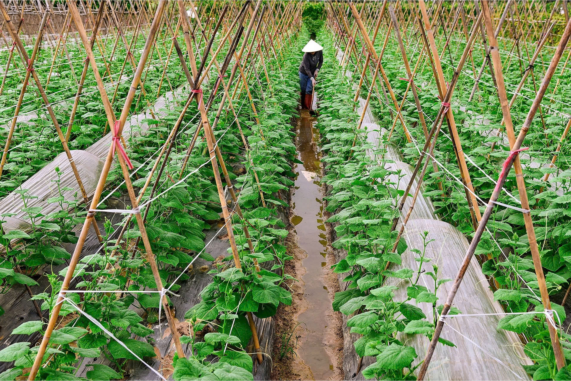 Từ bãi bồi hoang hóa đến “vành đai xanh” ven sông: Hành trình đổi thay ở Phúc Thịnh- Ảnh 1.