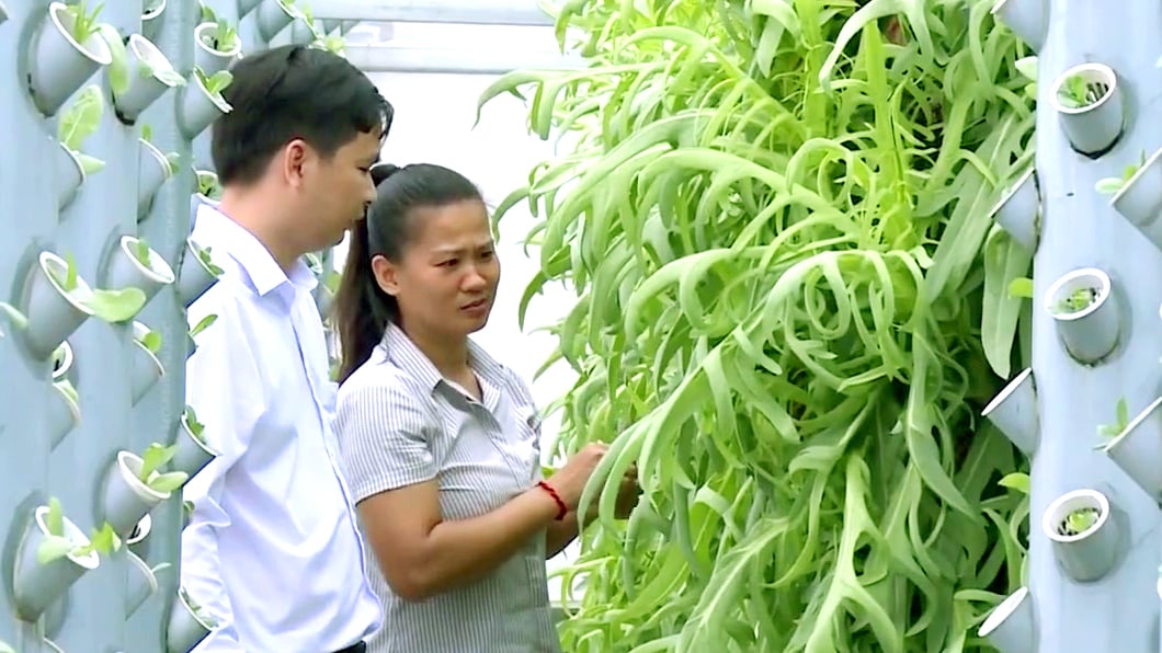 Phát triển nông nghiệp đô thị - Khi nông dân thành nhà sáng tạo- Ảnh 1.