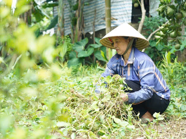 Thanh Hóa: Lan tỏa mô hình “Nhà sạch - Vườn đẹp - Hàng rào xanh” ở Mỹ Quan- Ảnh 2.