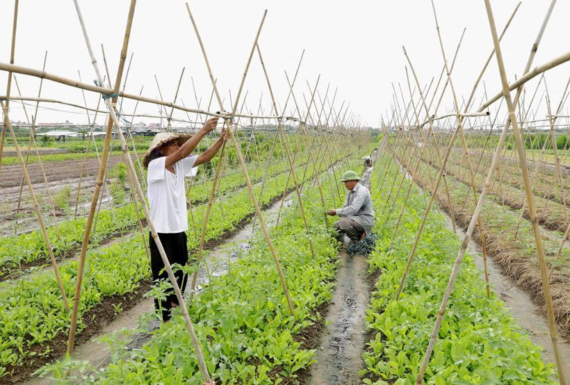 Hơn 1.200ha sản xuất VietGAP, Thường Tín tiến gần mục tiêu nông thôn mới kiểu mẫu- Ảnh 1.