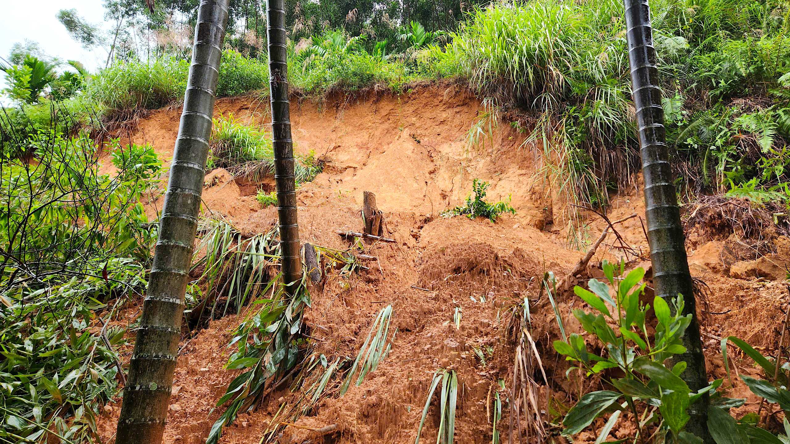 Quả đồi sạt lở "tấn công" nhà dân, uy hiếp an toàn quốc lộ qua Quảng Ngãi- Ảnh 4. Quả đồi sạt lở "tấn công" nhà dân, uy hiếp an toàn quốc lộ qua Quảng Ngãi- Ảnh 4.