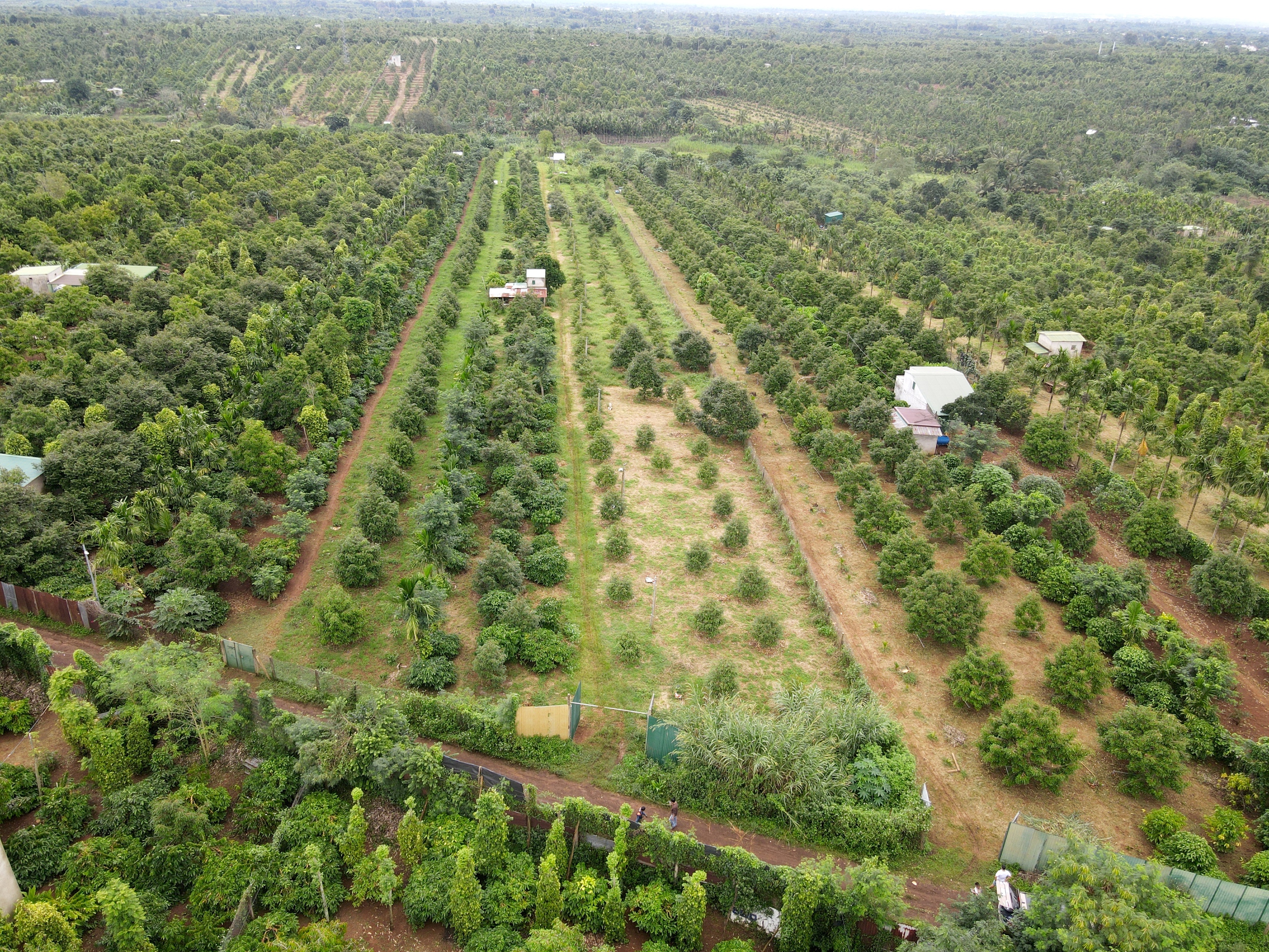 Sầu riêng, cà phê tăng giá hâm nóng thị trường bất động sản nông nghiệp- Ảnh 1.