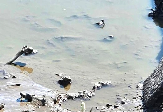 Phát hiện bộ xương người trong ao cá ở Hải Phòng- Ảnh 1.