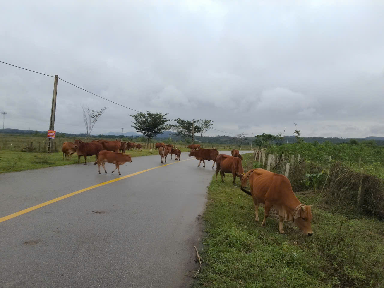 Hà Tĩnh: Trâu bò thả rông trên đường gây tai nạn, chủ trâu có vô can?- Ảnh 5. Hà Tĩnh: Trâu bò thả rông trên đường gây tai nạn, chủ trâu có vô can?- Ảnh 5.
