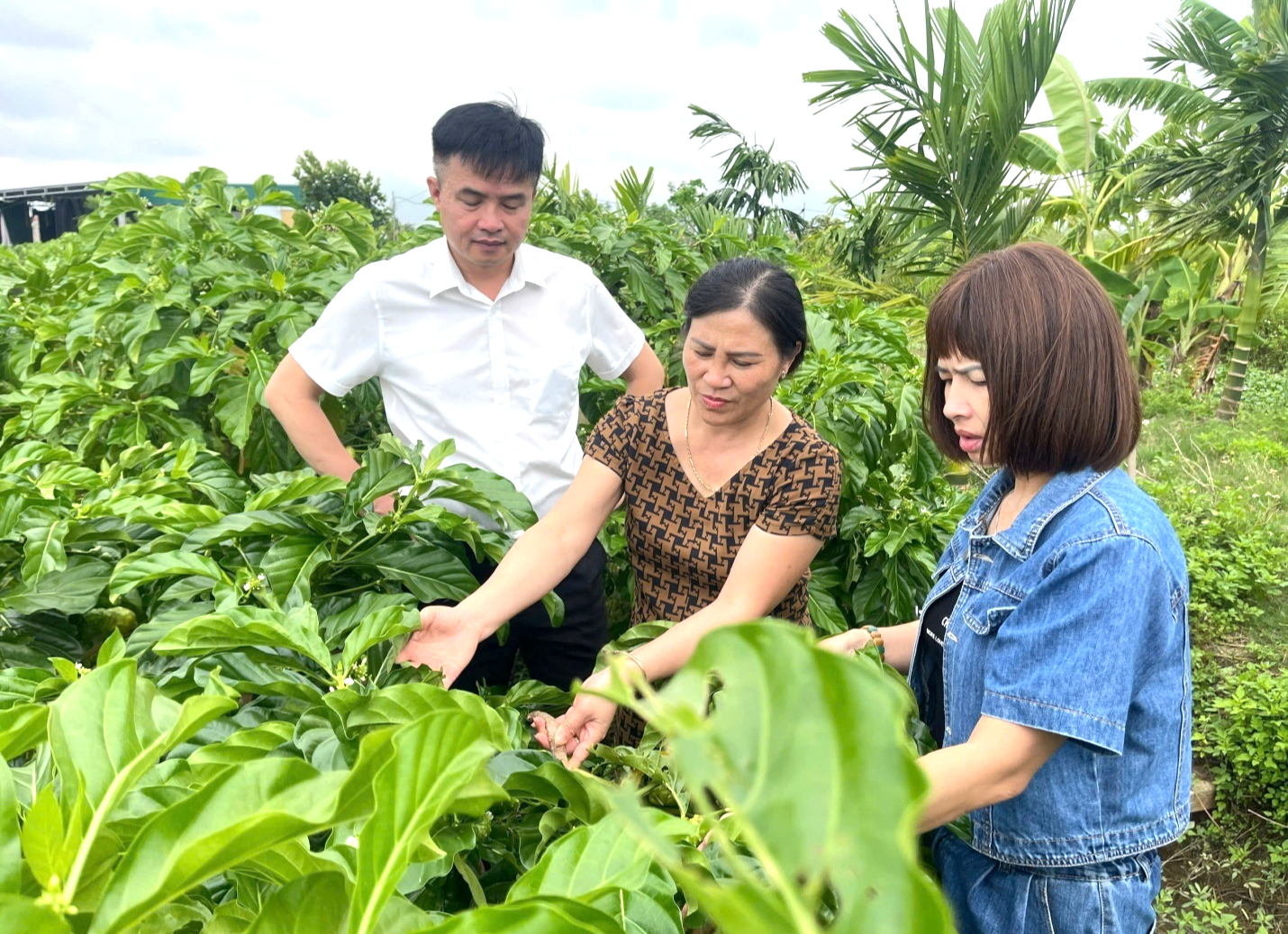 Hành trình phát triển sản phẩm từ quả nhàu của nữ nông dân Bắc Ninh- Ảnh 1. z7223672068640_1a66f28f2d006ed0453636508f2ff7dc.jpg