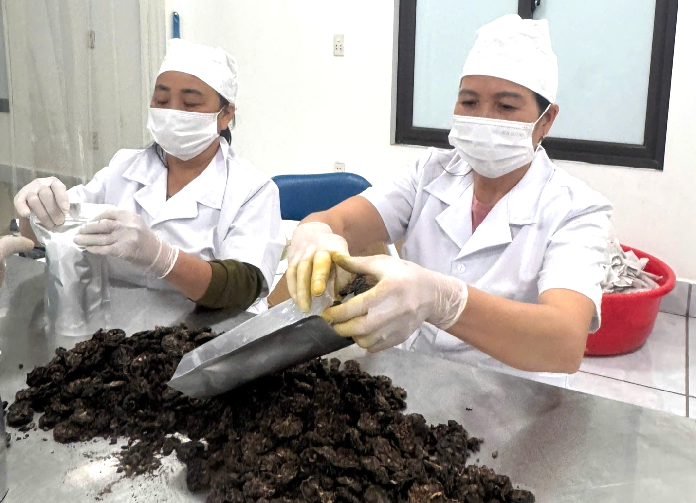 Hành trình phát triển sản phẩm từ quả nhàu của nữ nông dân Bắc Ninh- Ảnh 2. z7223672132666_391454e7810674e216bea4ab7f8d9fe2.jpg