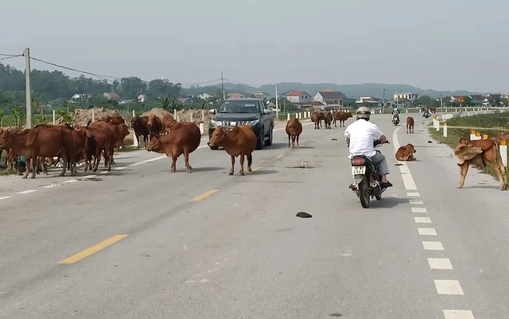 Hà Tĩnh: Trâu bò thả rông trên đường gây tai nạn, chủ trâu có vô can?- Ảnh 3. Hà Tĩnh: Trâu bò thả rông trên đường gây tai nạn, chủ trâu có vô can?- Ảnh 3.