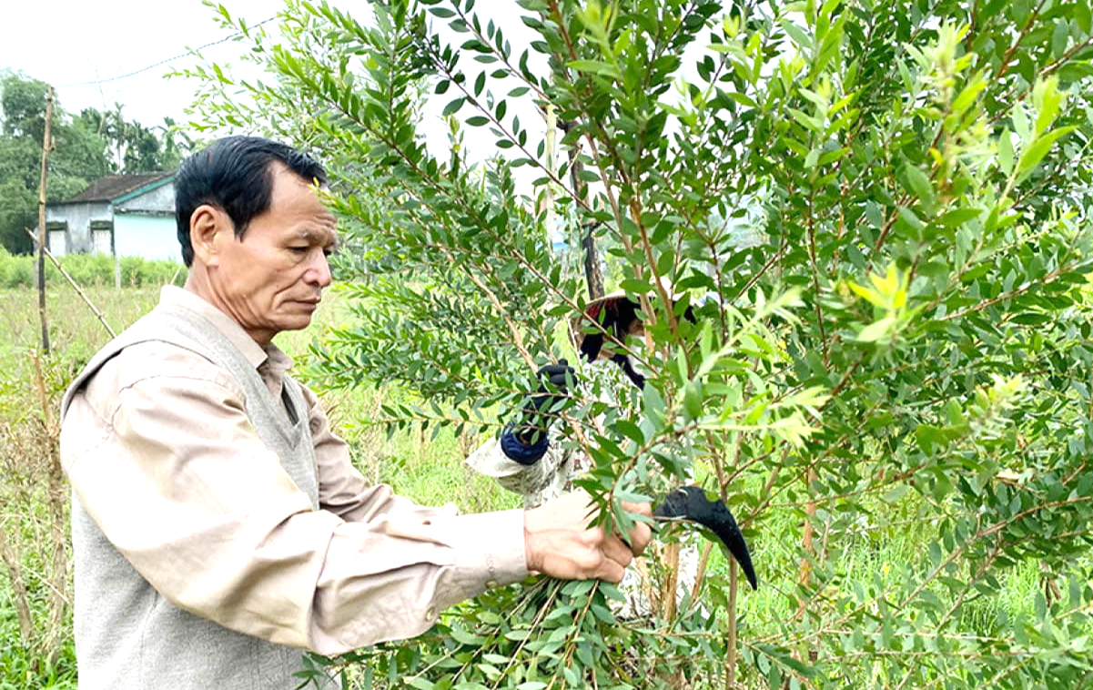 Nghề chưng cất tinh dầu tràm tại Huế đã có lịch sử hàng trăm năm với diện tích trồng tràm lên đến hàng trăm hecta.