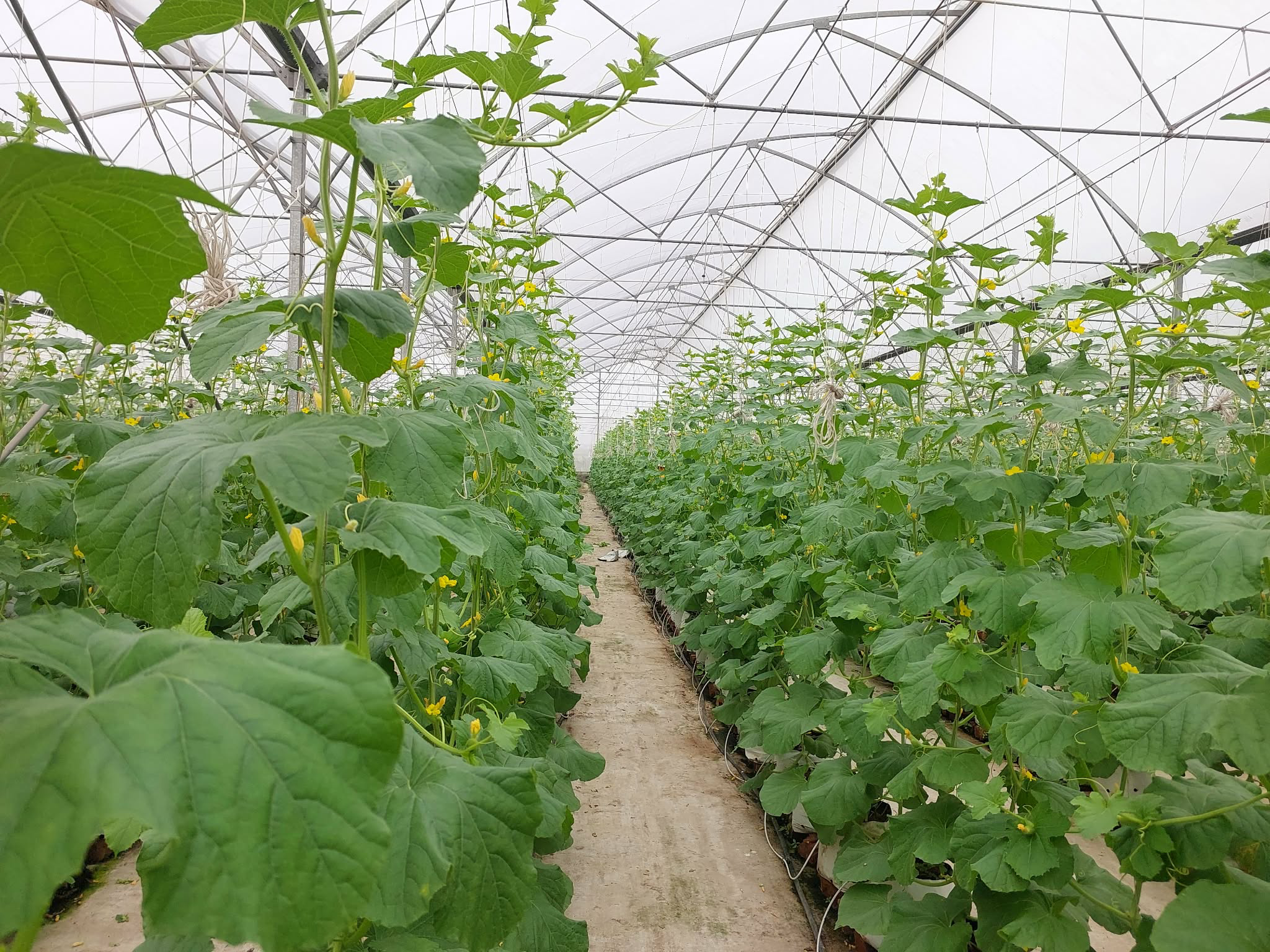 Trái ngọt bên dòng sông Cầu: Câu chuyện làm giàu từ nông nghiệp thông minh ở Xuân Cẩm- Ảnh 4.