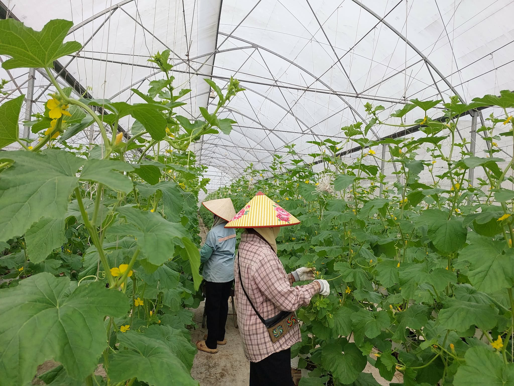 Trái ngọt bên dòng sông Cầu: Câu chuyện làm giàu từ nông nghiệp thông minh ở Xuân Cẩm- Ảnh 5.