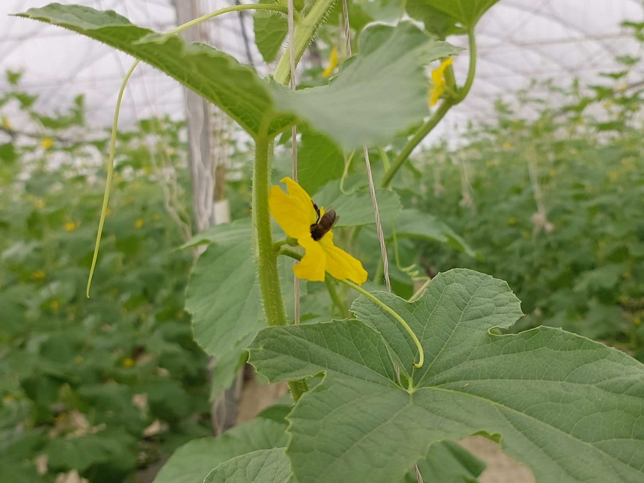 Trái ngọt bên dòng sông Cầu: Câu chuyện làm giàu từ nông nghiệp thông minh ở Xuân Cẩm- Ảnh 2.