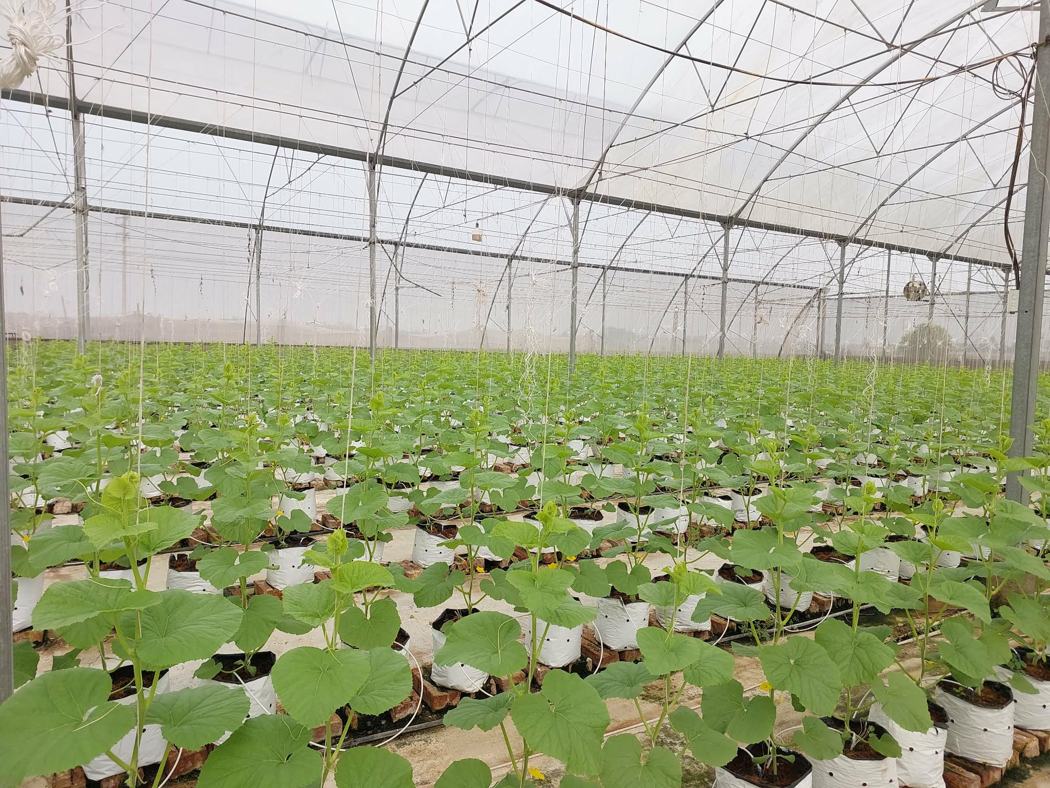 Trái ngọt bên dòng sông Cầu: Câu chuyện làm giàu từ nông nghiệp thông minh ở Xuân Cẩm- Ảnh 6.