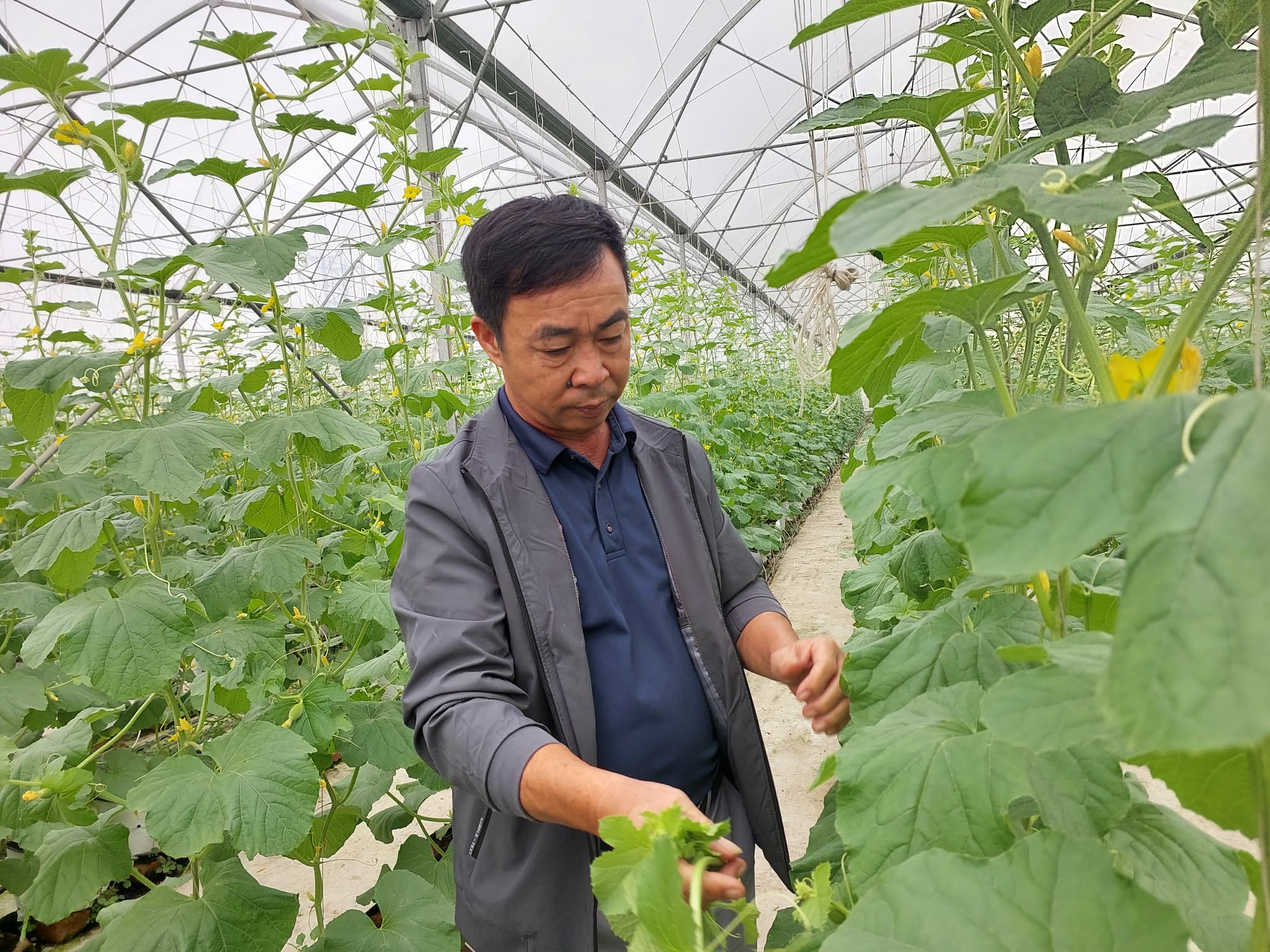 Trái ngọt bên dòng sông Cầu: Câu chuyện làm giàu từ nông nghiệp thông minh ở Xuân Cẩm- Ảnh 1.